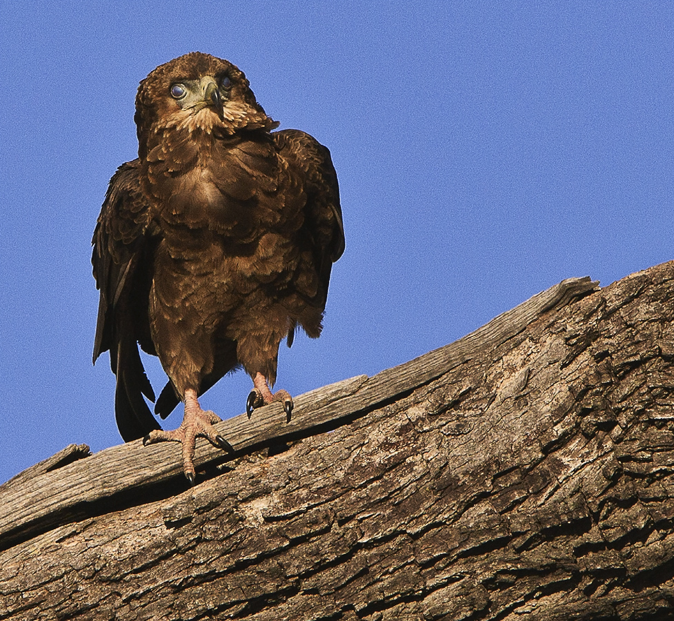 Download Eagle Owl on Branch (977Wx900H)
