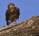 Eagle Owl on Branch (977Wx900H) - Eagle Owl on Branch - Africa - 2010 