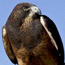 Eagle Portrait (1000Wx1000H) - Eagle Portrait - Boise - 2010 