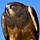 Eagle Portrait II (1000Wx1000H) - Eagle Portrait II - Boise - 2010 