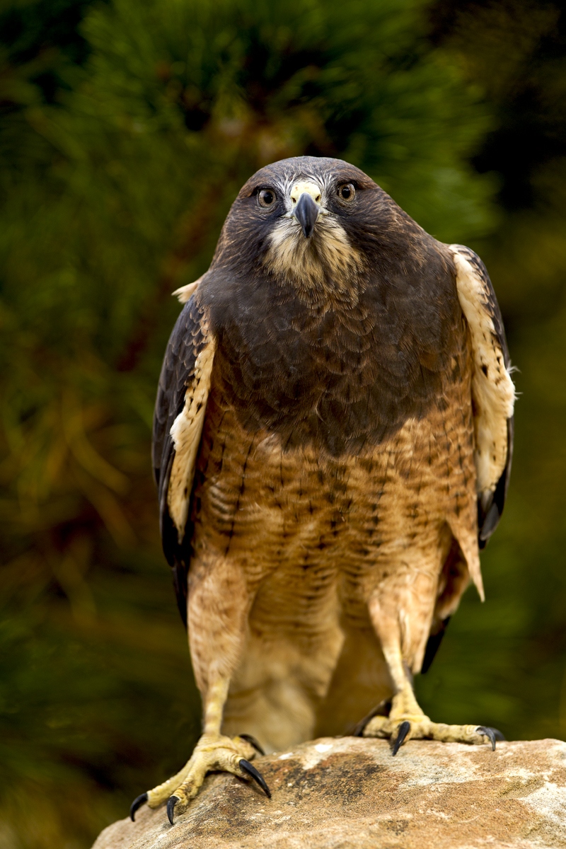 Download Eagle Straight (800Wx1200H)