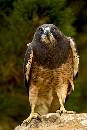 Eagle Straight (800Wx1200H) - Eagle Standing Straight - Boise - 2010 
