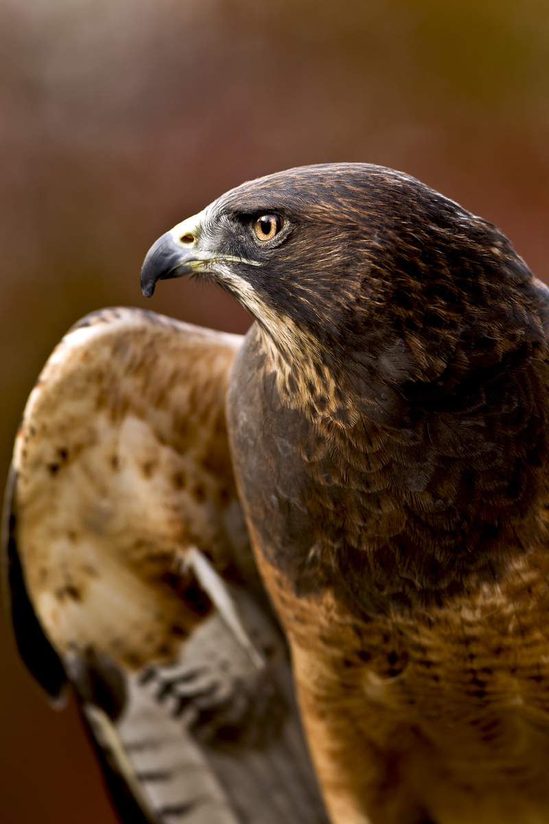 Download Eagle Wings Spread (800Wx1200H)