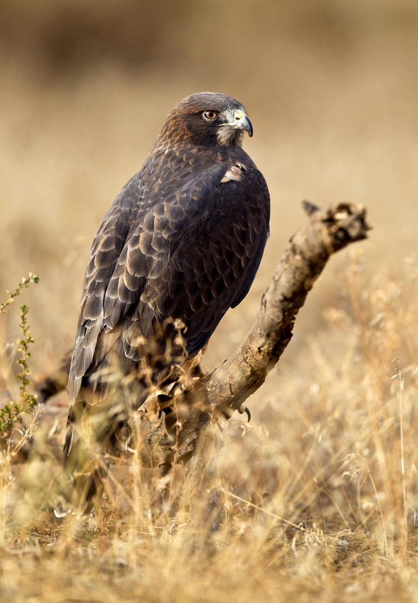 Download Eagle on Branch (831Wx1200H)
