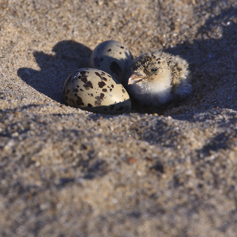 Download Chick and Eggs (1000Wx1000H)