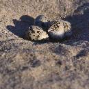 Chick and Eggs (1000Wx1000H) - Chick and Eggs - Africa - 2010 