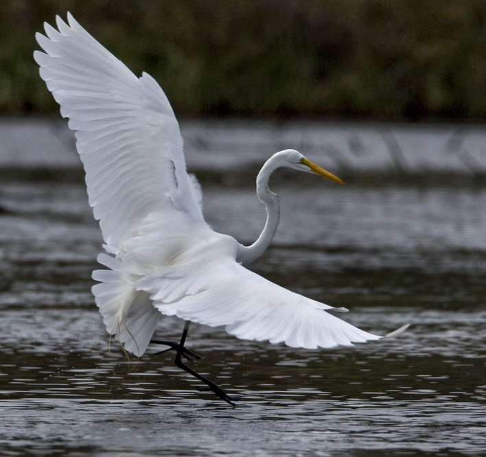 Download Egret Airborne 2 (708Wx666H)