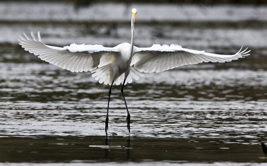Download Egret Airborne 3 (900Wx558H)