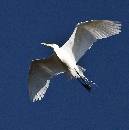 Egret Ascending (896Wx900H) - Egret Ascending - Amelia Island - 2010 