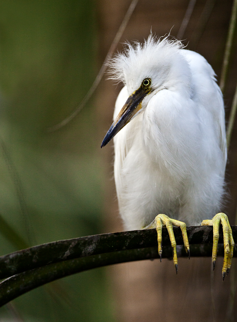 Download Egret on Perch II (809Wx1100H)