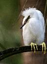 Egret on Perch II (809Wx1100H) - Egret Chick on Perch II - Amelia Island - 2010 