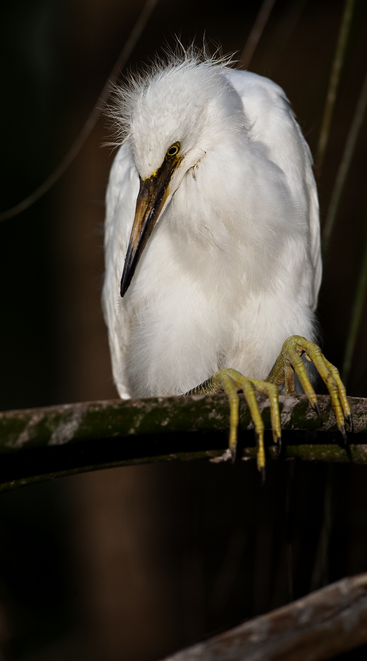 Download Chick on Perch I (723Wx1300H)