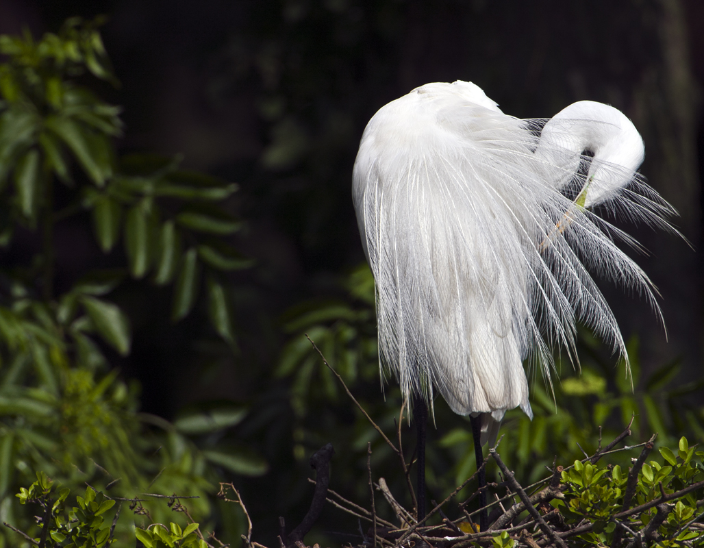 Download Egret Feathers Out (1028Wx800H)