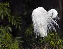 Egret Feathers Out (1028Wx800H) - Egret Feathers Out - Amelia Island - 2010 