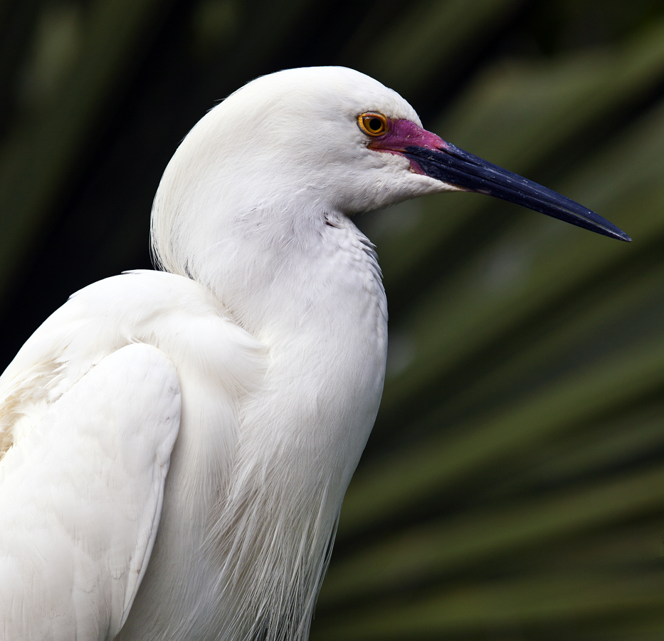 Download Egret Portrait (933Wx900H)