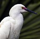 Egret Portrait (933Wx900H) - Egret Portrait 2 - Amelia Island - 2010 