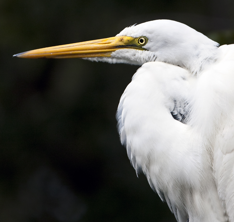Download Egret Portrait (950Wx900H)