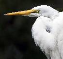 Egret Portrait (950Wx900H) - Egret Portrait - Amelia Island - 2010 