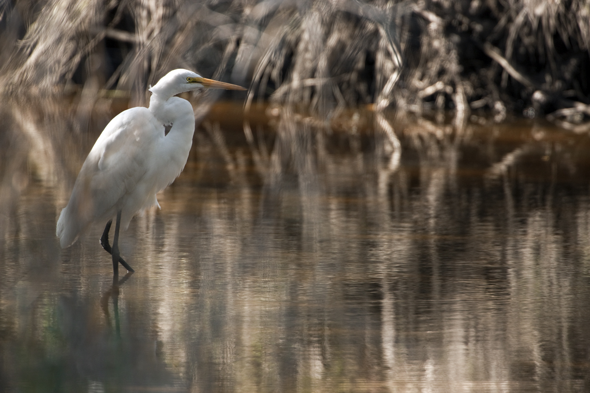 Download Egret Prancing (1200Wx800H)