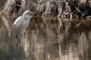 Egret Prancing (1200Wx800H) - Egret Prancing - Amelia Island - 2010 