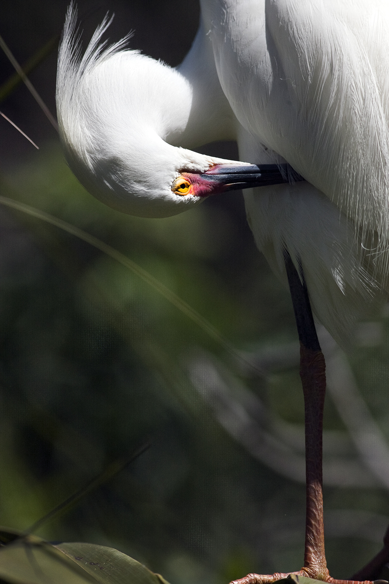 Download Egret Preening 2 (800Wx1200H)