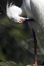Egret Preening 2 (800Wx1200H) - Egret Preening 2 - Amelia Island - 2010 