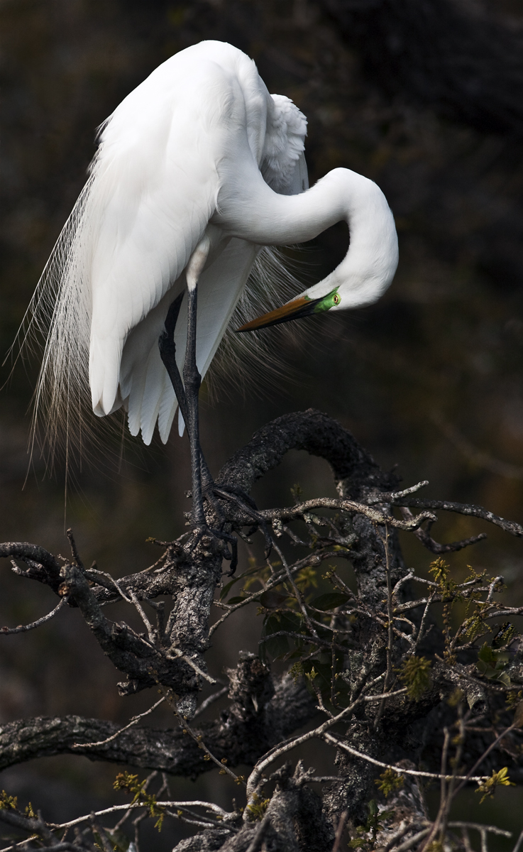Download Egret Preening (737Wx1200H)