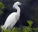 Egret Profile (1078Wx900H) - Egret Profile - Amelia Island - 2010 