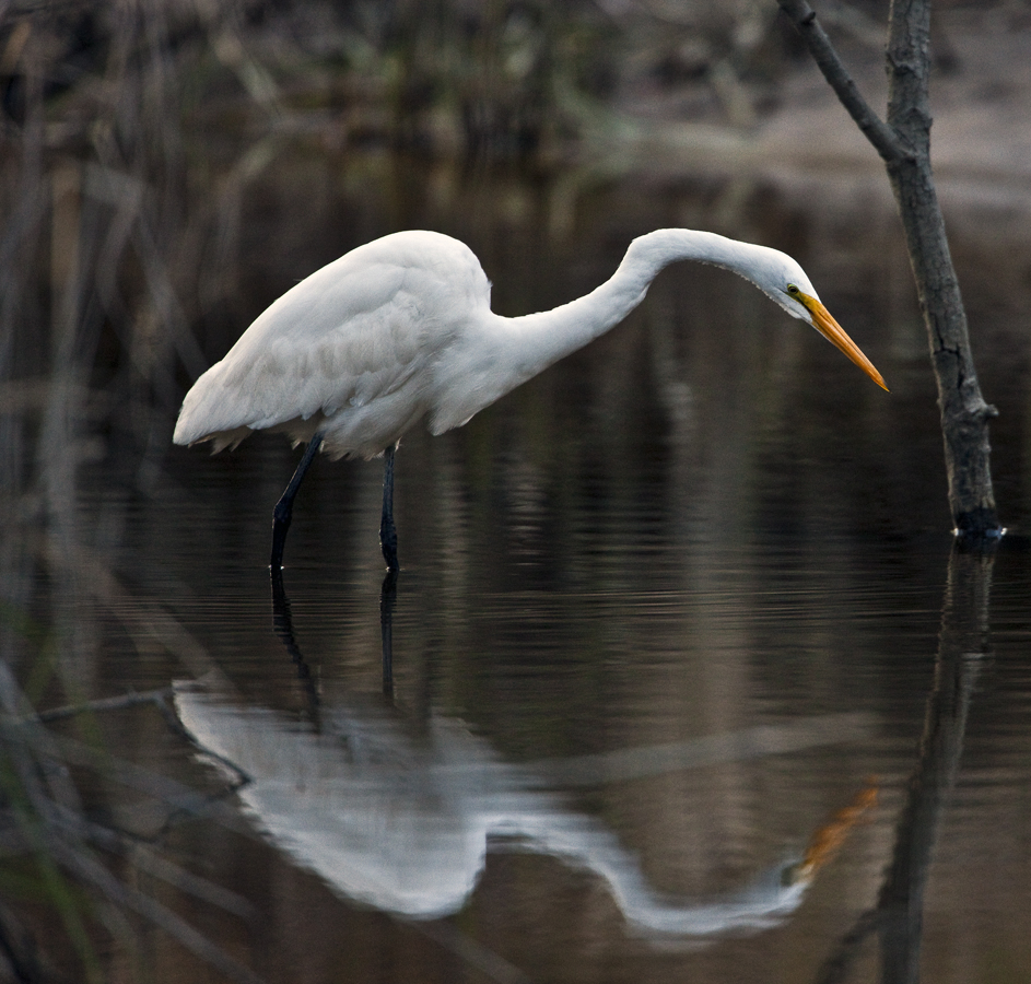 Download Egret Reflection (943Wx900H)