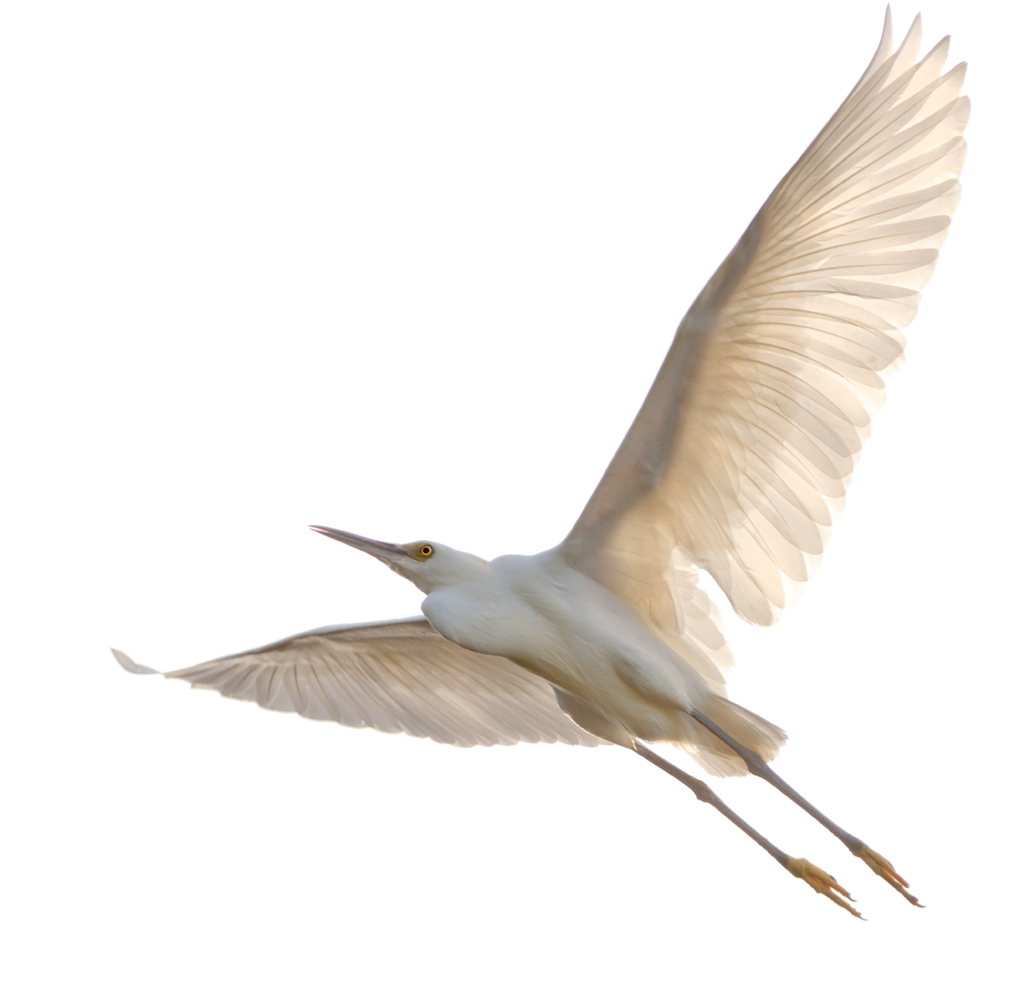 Download Egret Soaring 2 (1025Wx1000H)