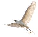 Egret Soaring 2 (1025Wx1000H) - Egret Soaring 2 - Amelia Island - 2010 
