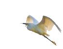 egret Soaring (1152Wx900H) - Egret Soaring - Amelia Island - 2010 