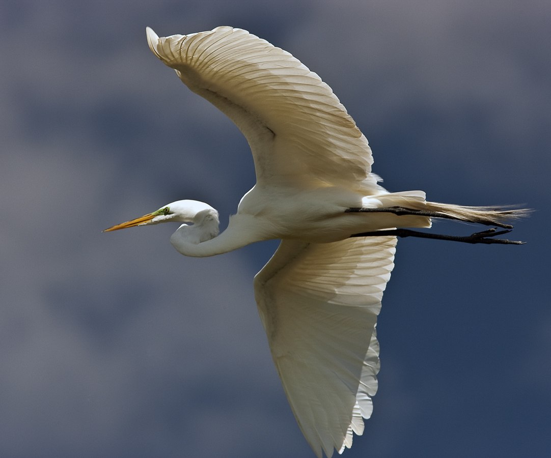 Download Egret Winging 2 (1082Wx900H)