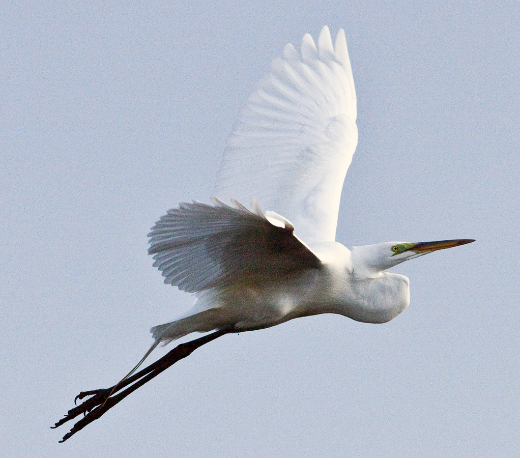 Download Egret Winging (1022Wx900H)