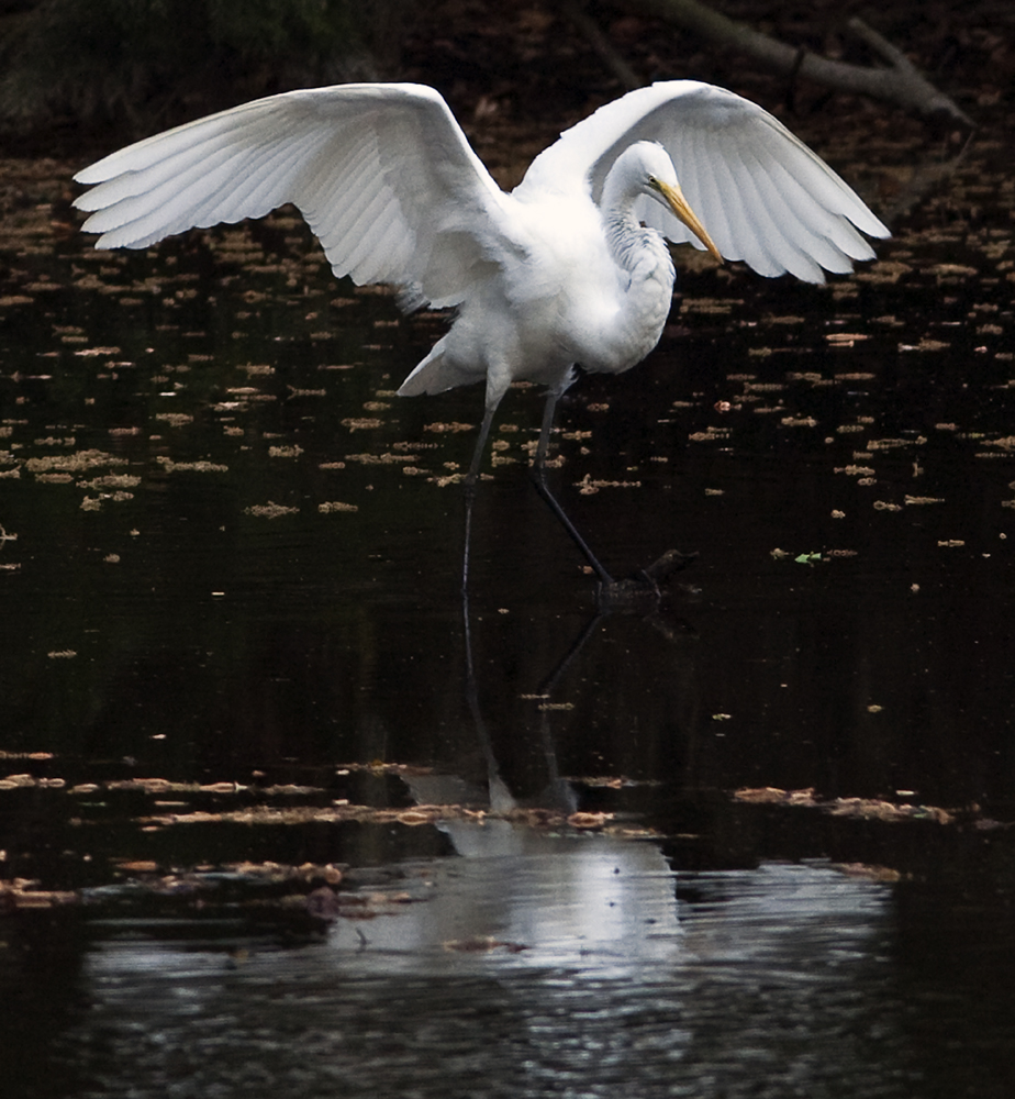 Download Egret Wings Close-Up (924Wx1000H)