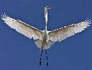 Egret Wingspread (1047Wx800H) - Egret Wingspread - Amelia Island - 2010 