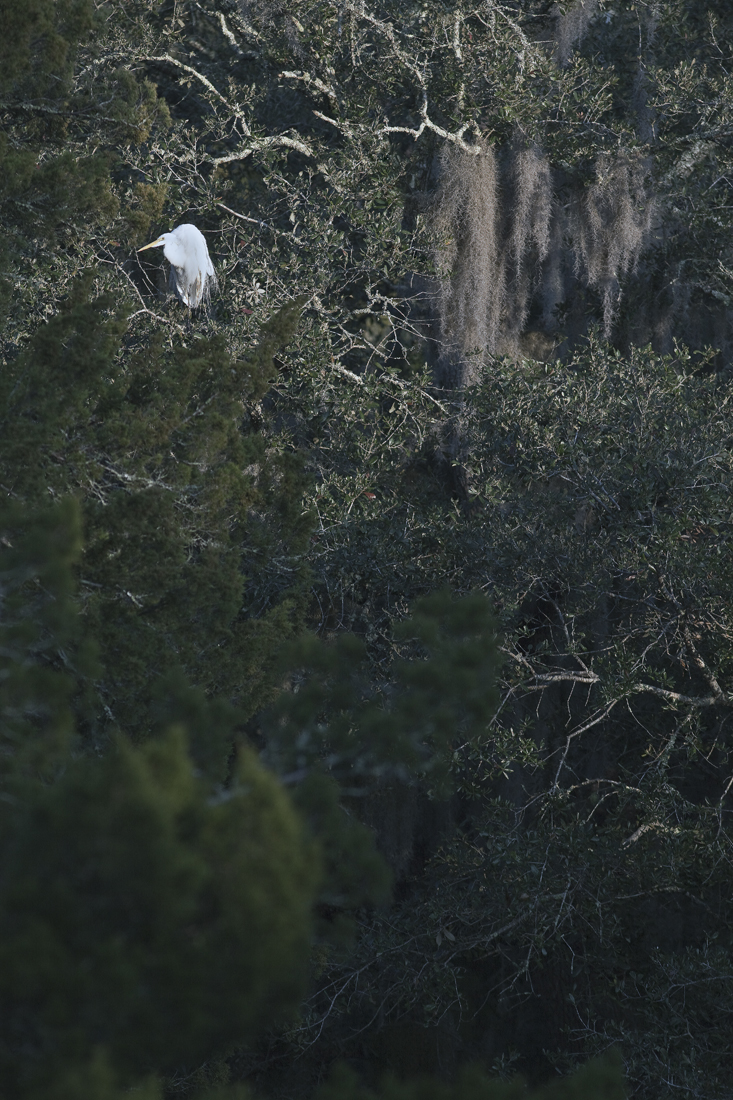 Download Egret at Marsh (733Wx1100H)