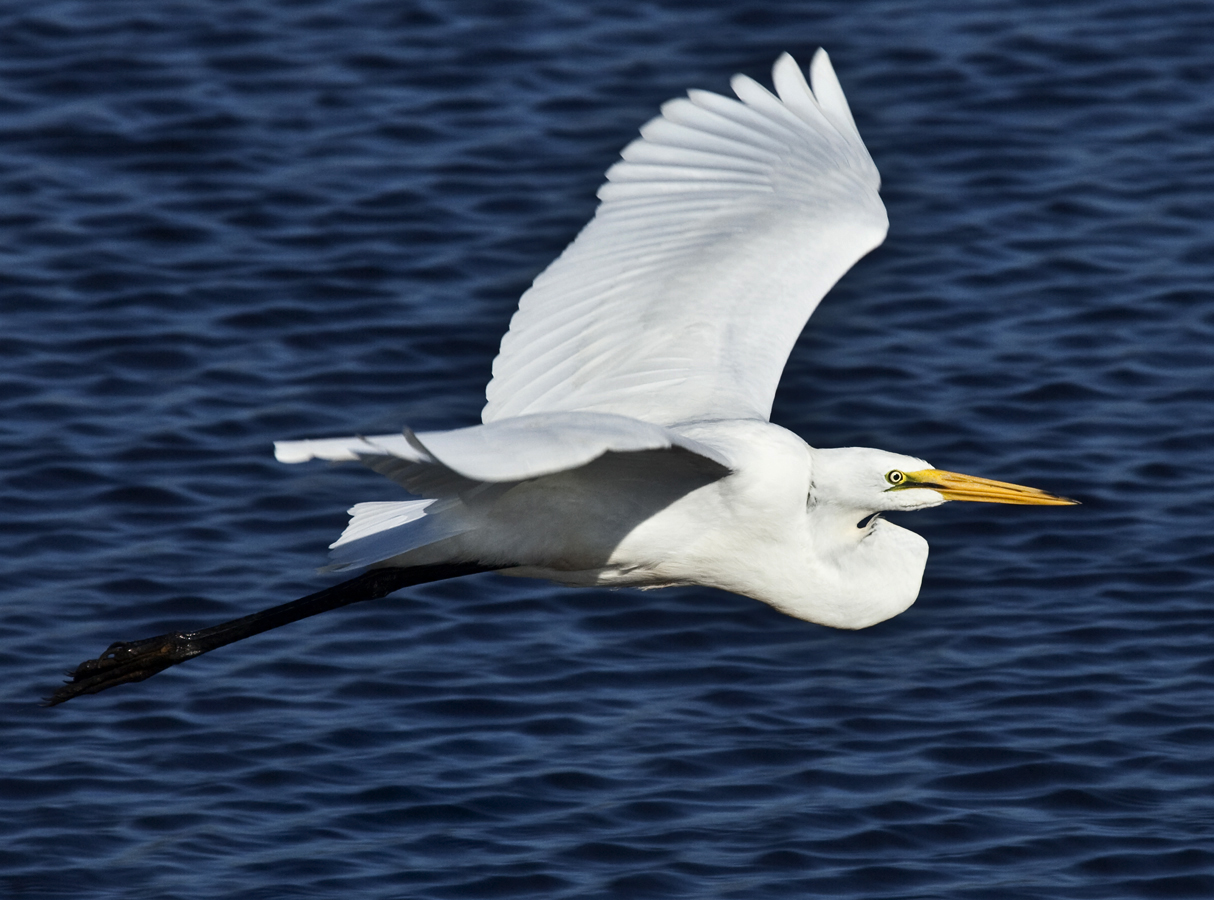 Download White in Flight 2 (1214Wx900H)
