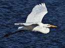 White in Flight 2 (1214Wx900H) - Another White in Flight - 2009 