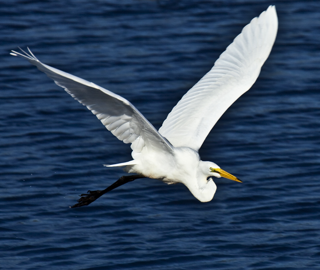 Download White in Flight  (1066Wx900H)