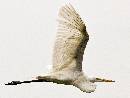 Egret in Flight (1064Wx800H) - Egret in Flight - Amelia Island - 2010 