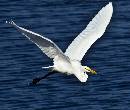 White in Flight  (1066Wx900H) - White in Flight - 2009 