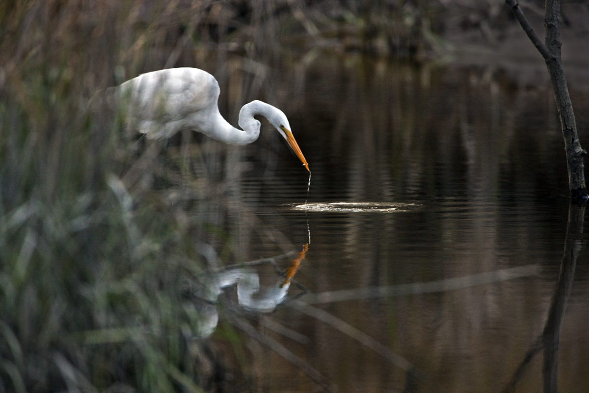 Download Egret in Weeds (1200Wx800H)