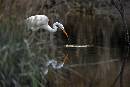 Egret in Weeds (1200Wx800H) - Egret in Weeds - Amelia Island - 2010 