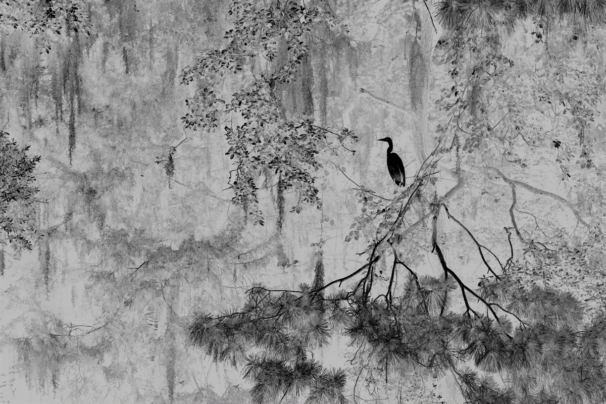 Download Egret Special Place (1200Wx800H)