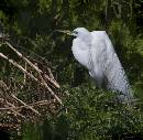 Egret in Thrushes (553Wx540H) - Egret in Thrushes - Amelia Island 
