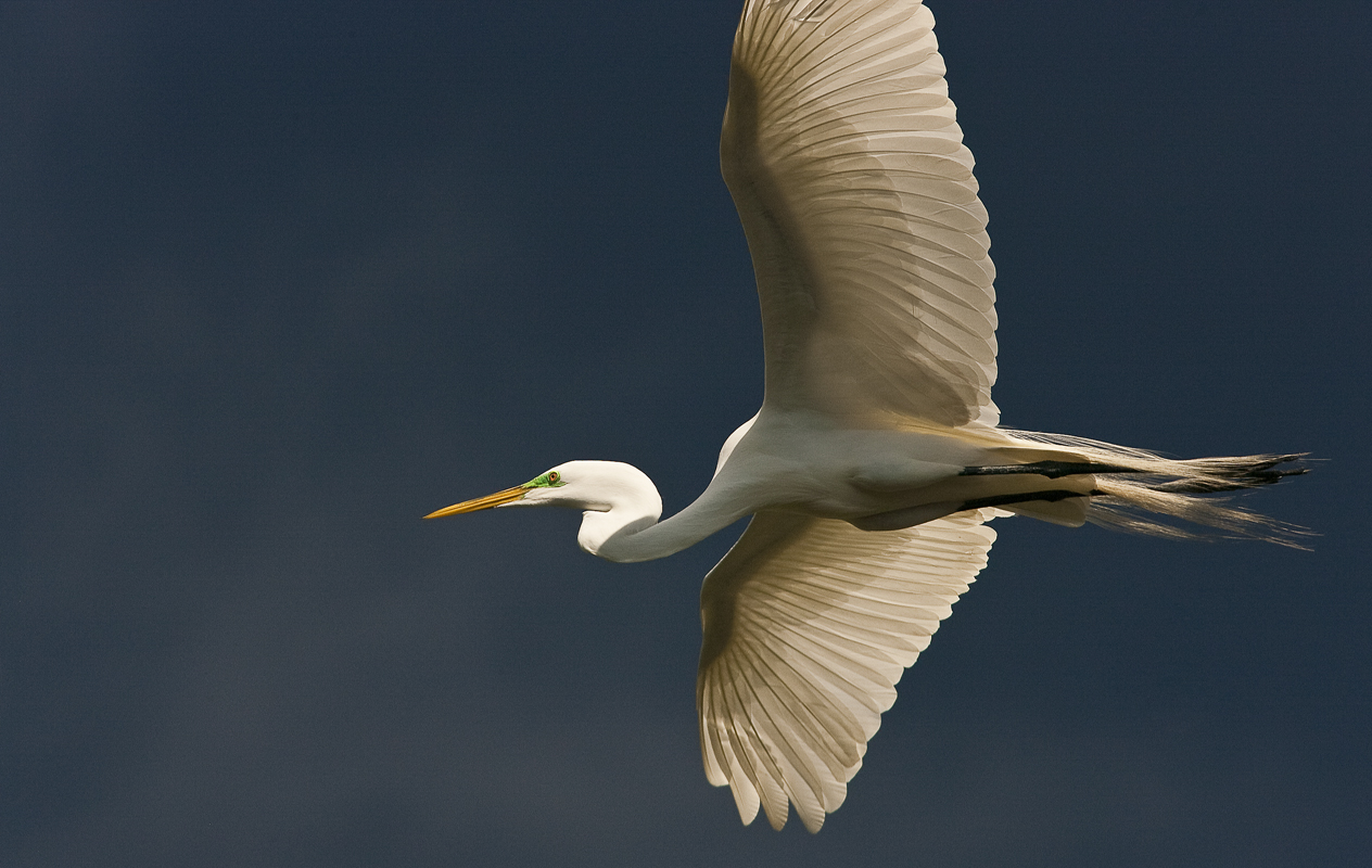 Download Egret  in the Blue (1264Wx800H)