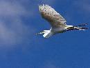 Egret into the Blue (1055Wx800H) - Egret into the Blue - Amelia Island - 2010 
