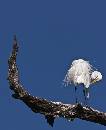 Egret on Branch (900Wx1100H) - Egret on Branch - Amelia Island - 2010 