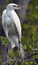 Egret on Branch (695Wx1200H) - Egret on Branch - Amelia Island - 2010 